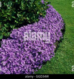 CAMPANULA PORTENSCHLAGIANA  Syn Campanula muralis  AGM  Date: 18/08/2008  ALP034618   Photos Horticu Stock Photo