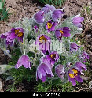 Pulsatilla vulgaris AGM - Pasque Flower   ALP040340 Stock Photo