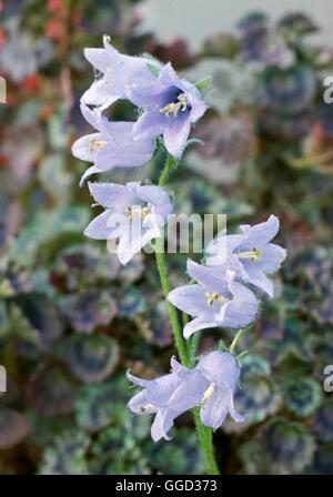 Campanula barbata   ALP044762 Stock Photo