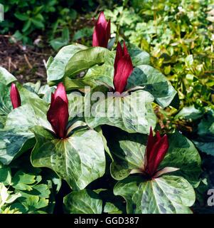 Trillium sessile   ALP059675 Stock Photo