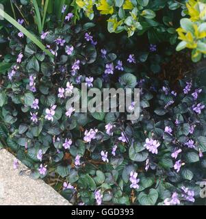 Viola riviniana - Purpurea Group   ALP069281 Stock Photo