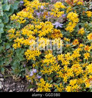 Sedum kamtschaticum - var. floriferum 'Weihenstephaner Gold'   ALP093148  /Ph Stock Photo