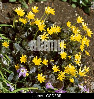 Ranunculus ficaria - 'Brazen Hussy'   ALP107908 Stock Photo