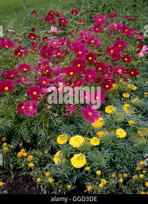 Annual Bedding - with Cosmos bipinnatus 'Sensation'- and African Marigolds   ANG078160     Photos Ho Stock Photo