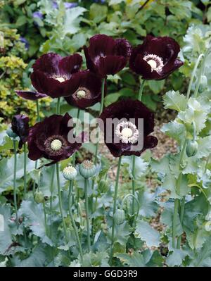 Black best sale opium flower