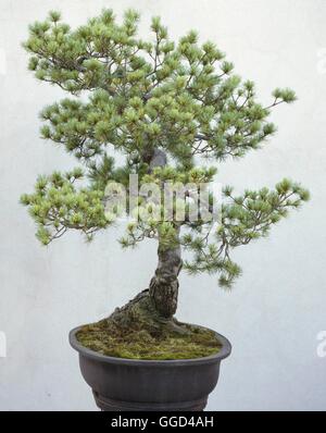 Bonsai - Pinus parviflora - (Please Credit: Photos Hort/ Salmsbury Bonsai)   BON011751     Photos Ho Stock Photo