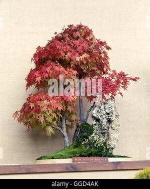 Bonsai - Acer spicatum Mountain Maple   BON061338 Stock Photo