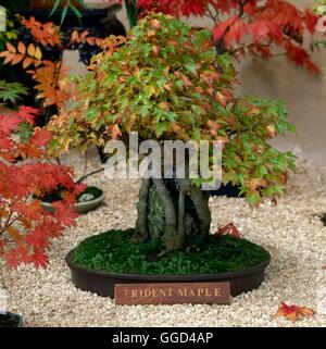 Acer Buergerianum . Bonsai Trident maple tree with autumn foliage at ...