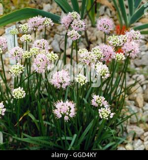 Allium senescens   BUL033045 Stock Photo