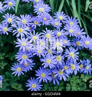 Anemone blanda AGM   BUL033533 Stock Photo