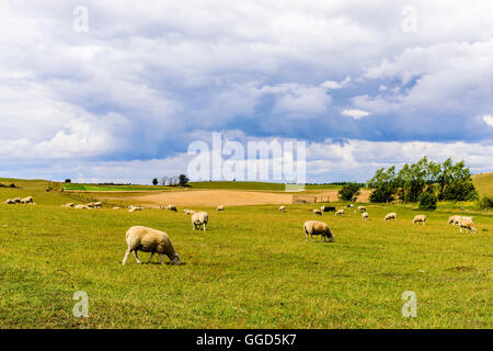 Grazing sheep (Ovis aries) on a hillside with storm clouds gathering in the background. Stock Photo