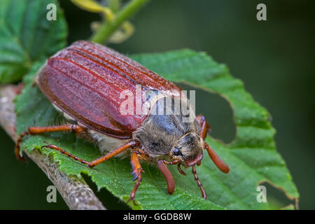 Common cockchafer / May bug (Melolontha melolontha) on leaf