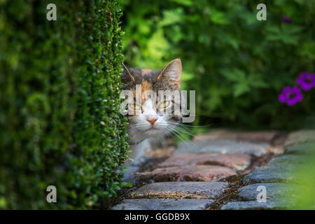 Curious but shy domestic cat looking from behind hedge in garden in summer Stock Photo