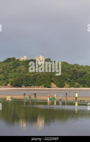 A group of fish fish in the Tywi (Towy) estuary between Ferryside and Llansteffan Stock Photo