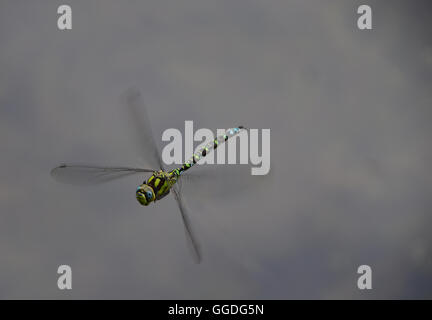 Dragon fly hovers in the air, attracted by the photographers yellow shirt. Stock Photo