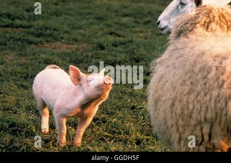 EIN SCHWEINCHEN NAMENS BABE / Babe, The Gallant Pig AUS/USA 1995 / Chris Noonan Bild: Schweinchen BABE sucht auf der Schaf-Farm nach Freunden. Regie: Chris Noonan aka. Babe, The Gallant Pig Stock Photo