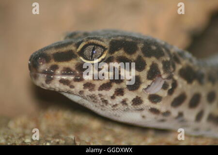 close up of Leopard gecko face, Eublepharis macularis Stock Photo