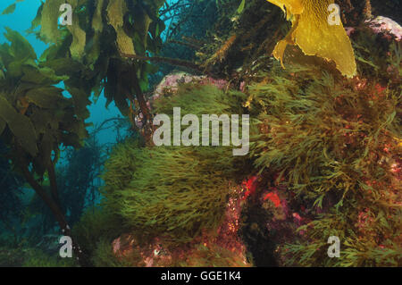 sea weed temperate ocean underwater Stock Photo