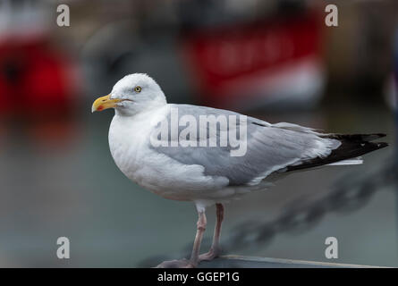 Herring Gull in Whitstable harbour, Kent, England Stock Photo - Alamy