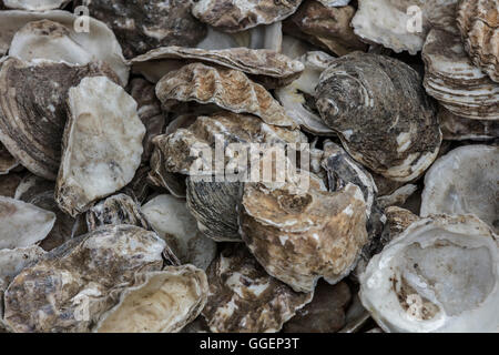 Empty oyster shells Stock Photo