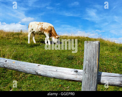 Cow grazes on mountain meadows in Austria, near a fence Stock Photo