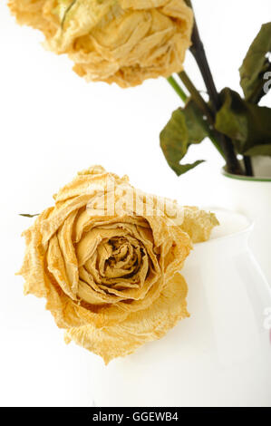 dried rose flower Stock Photo