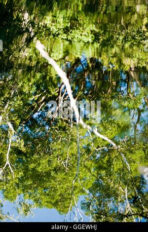 Overhanging palm and gum trees reflect in the waters of Barramundi Creek - or Maguk as it is known in the local aboriginal langu Stock Photo