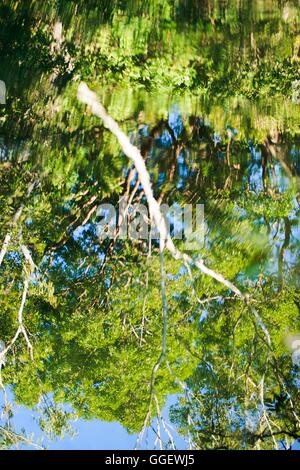 Overhanging palm and gum trees reflect in the waters of Barramundi Creek - or Maguk as it is known in the local aboriginal langu Stock Photo