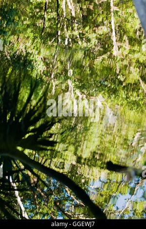 Overhanging palm and gum trees reflect in the waters of Barramundi Creek - or Maguk as it is known in the local aboriginal langu Stock Photo