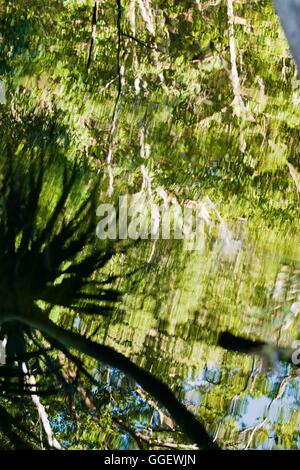 Overhanging palm and gum trees reflect in the waters of Barramundi Creek - or Maguk as it is known in the local aboriginal langu Stock Photo