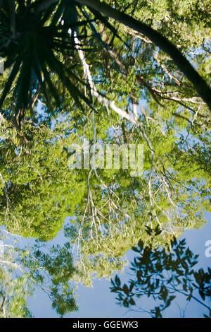 Overhanging palm and gum trees reflect in the waters of Barramundi Creek - or Maguk as it is known in the local aboriginal langu Stock Photo