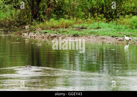 An estuarine crocodile swims close to egrets on the shores of Yellow Waters, Kakadu National Park, Northern Territory, Australia