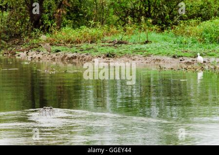 An estuarine crocodile swims close to egrets on the shores of Yellow Waters, Kakadu National Park, Northern Territory, Australia Stock Photo