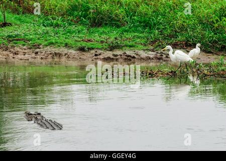 An estuarine crocodile swims close to egrets on the shores of Yellow Waters, Kakadu National Park, Northern Territory, Australia Stock Photo