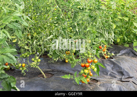 Trellised climbing tomatoes growing in tunnel, plastic sheeting, Stock Photo