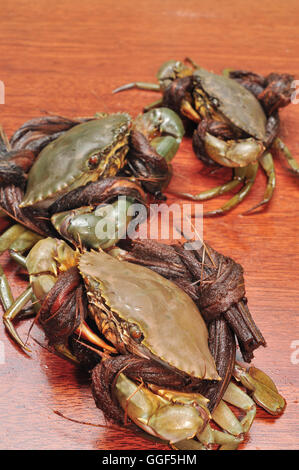 Crab from the Mekong delta on a confrontation Stock Photo