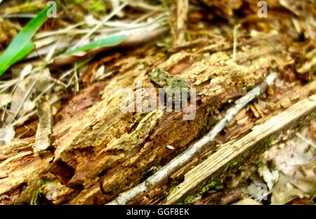 Close up of a small toad sitting on a log. Stock Photo