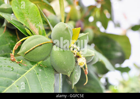 Terminalia catappa fruit Stock Photo