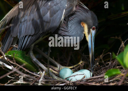 This diligent tricolor heron aka Louisiana Heron arranges twigs in the nest as she rises up from sitting on her three blue eggs