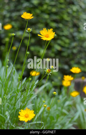 Colorful Flowers At Peradeniya Royal Botanical Garden Kandy Stock Photo