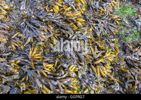 Bladderwrack Seaweed clinging on the rocks at Oregon Coast at low tide Stock Photo