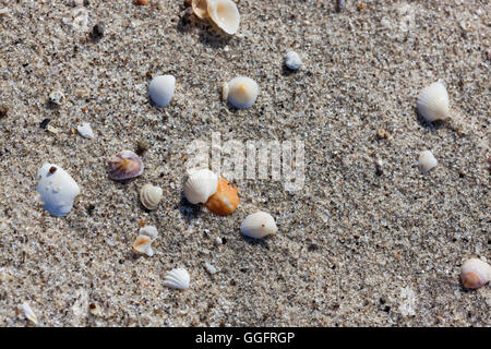 A background of small tropical sea shells and sand on a beach in Panama. Stock Photo