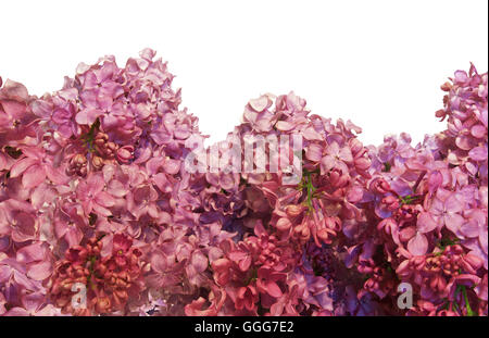 beautiful purple lilac flowers isolated on white background. Spring background