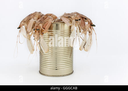 fresh fishes, crustaceans, in tin can as a preserved food Stock Photo