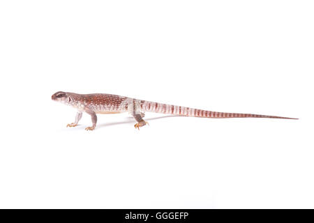 Desert iguana  (Dipsosaurus dorsalis) Stock Photo