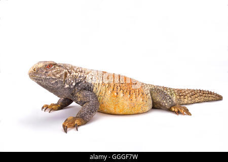 Iraqi spiny-tailed lizard (Saara loricata) Stock Photo