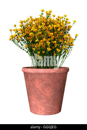 3D rendering of genista hispanica flowers isolated on white background Stock Photo