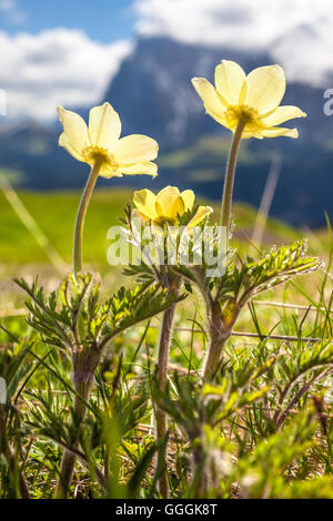 botany, narcissus-flowered anemone (anemone narcissiflora) on the Seiser mountain pasture in the June, South Tyrol, Italy, Additional-Rights-Clearance-Info-Not-Available Stock Photo