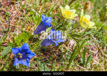 botany, acaulescent gentian (Gentiana acaulis) and narcissus-flowered anemone (anemone narcissiflora) on the Seiser mountain pasture, South Tyrol, Italy, Additional-Rights-Clearance-Info-Not-Available Stock Photo
