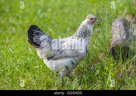 zoology, birds (Aves), chicken on mountain farm on the Ahrntal sunny way at St. John in the Ahrntal (Ahrn Valley), South Tyrol, Italy, Additional-Rights-Clearance-Info-Not-Available Stock Photo